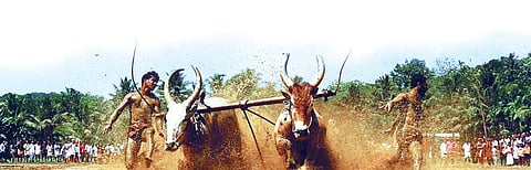 Maramadi: Agri sport or animal torture?