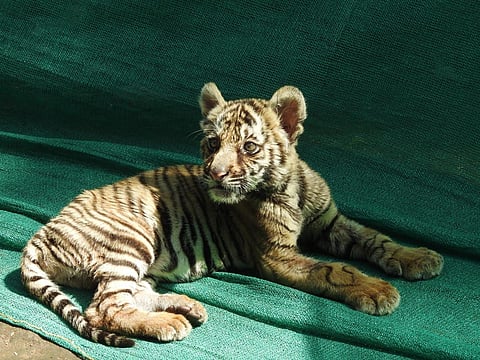 On November 22, a forest patrol team spotted the tiger cub crying for help in the jungles. (Photo | EPS)