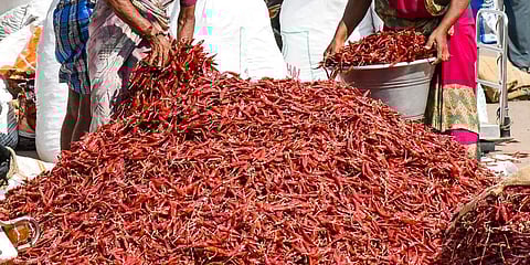 Ryots of Telangana's Khammam district demand compensation for damaged chilli yield