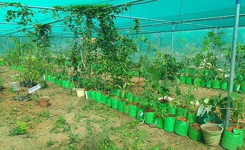 Perambalur farmer cultivates more than 200 kinds of herbal plants