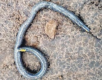 Shieldtails are harmless, primitive, burrowing snakes endemic to southern India and Sri Lanka.