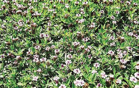 Tree treats for tress tension 