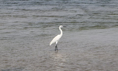 A Little Egret on resting on water stagnated near Kodiyakarai. (Express/Antony Fernando)