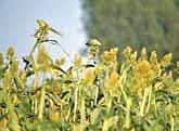 Source millets for PDS from local farmers: Panel