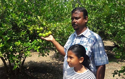 Going organic fetches high returns at low input costs for lemon farmer   