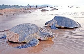 Olive Ridley turtles (Representational Image)