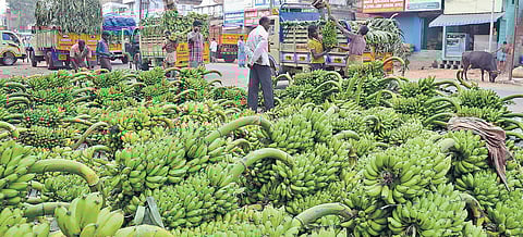 Harvested banana bunches ready for export at the market in Tiruchy. (Photo | MK Ashok Kumar, EPS)