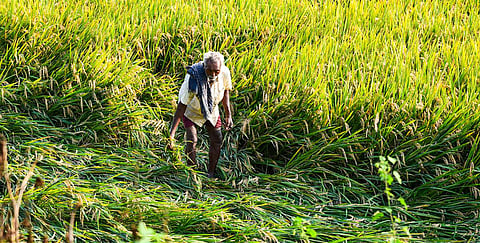 Fuel price hike, cold storage crunch hit Karnataka’s horticulture sector hard