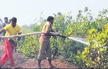 Fire personnel dousing the fire in the cashew plantation. (Photo | Express)