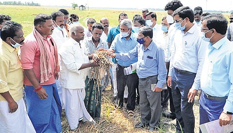 Around 1.01 lakh hectares of paddy was reportedly damaged in Thanjavur | Express