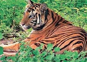 Ghorela to become Sundari’s new home, but not yet