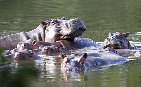 Hippos float in the lake at Hacienda Napoles Park, once the private estate of Escobar who imported 3 female hippos and 1 male decades ago in Colombia. (Photo | AP)