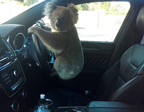 This photo released by Nadia Tugwell, shows a koala inside Tugwell's car in Adelaide, Australia on Monday, Feb. 8, 2021. (Photo | AP)