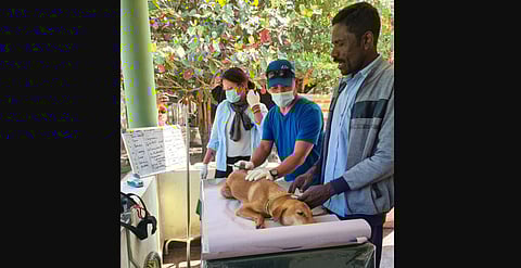Kalsang and Kunsel treating a sick pet brought in by a resident. (Photo | Express)