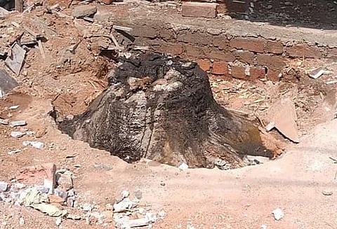 Burned stump of the neem tree.