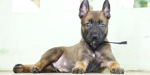 Belgian Malinois dogs are  known for its tracking and attacking abilities.