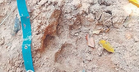 Pug marks of a big cat (either tiger or leopard) found by officials in a forest area near tribal hamlets in Mulugu district, from where their movements were reported