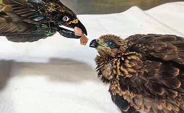 A kite chick receives food from  the prosthetic feeder