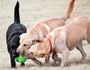 Puppers playing with a ball.