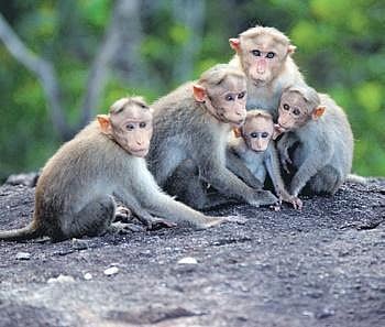 The government is adopting the Himachal Pradesh model of sterilisation of male monkeys