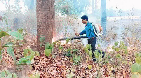 A fire fighter dousing the flames at Tapajodi forest in Jeypore forest division | Express