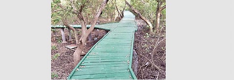 30% mangrove area destroyed: NGT Panel