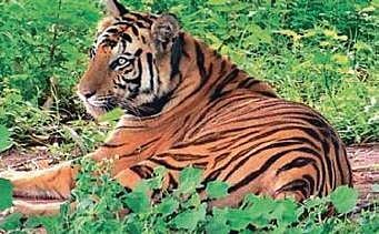 Sundari may head back to Kanha this month