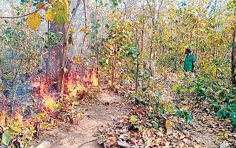 A fire in Khejuria forest under Thakurmunda wildlife range in Karanjia | Express