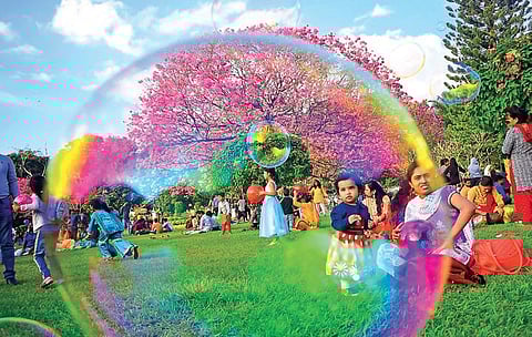 People enjoy a day at Cubbon Park under a tabebuia tree | Express