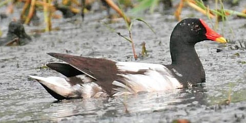 Leucistic Common Moorhen