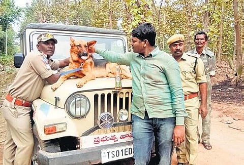 Cheetah, the dog deployed at Kawal Tiger Reserve to track teak wood smugglers and poachers.
