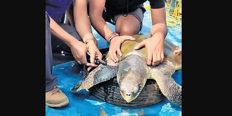 A turtle being tagged by ZSI and forest officials at Gahirmatha. (Photo | EPS)