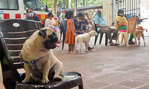 Pet parents wait at the District Veterinary Centre at PMG Junction for availing treatment for their furry friends. (Photo| B P Deepu, EPS)
