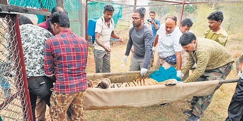 Tigress Sundari being carried to the cage after being tranquillised.