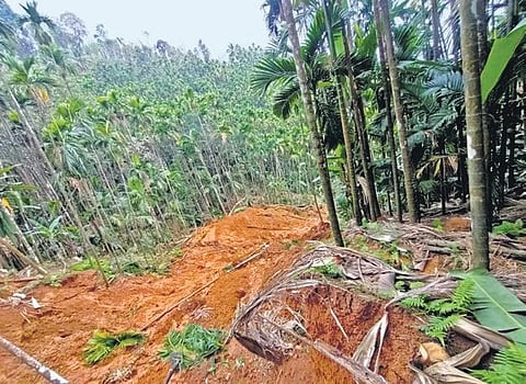 An arecanut plantation that was destroyed in a landslide in Mathigatta near Sirsi on Tuesday | EXPRESS