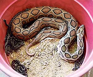 Russell’s viper image