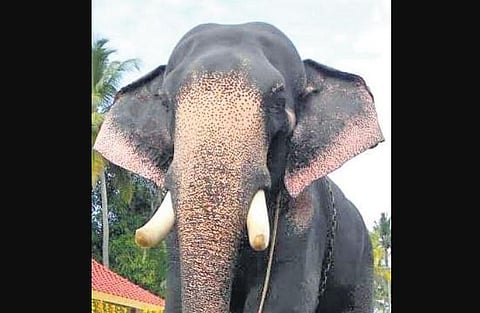 Guruvayur Valiya Kesavan dies at 51
