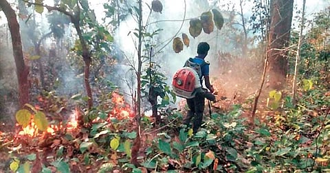 A forest staff uses an air blower to prevent spread of the fire in Similipal Tiger Reserve  on Saturday | Express