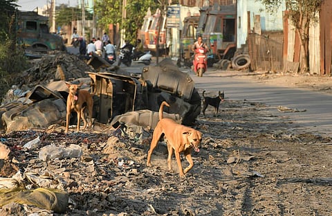 Stray dogs rule the streets at Auto Nagar. (Photo | Prasant Madugula, EPS)