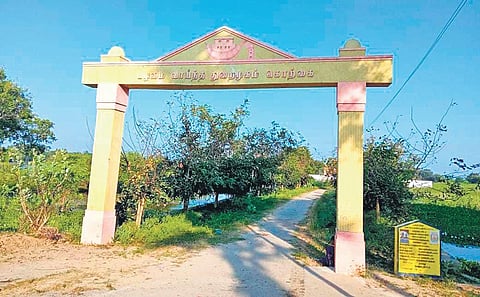 The 2,000-year-old Korkai tree at ancient port city of Korkai in Thoothukudi district | express