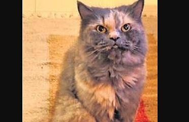 In allergy capital, homes full of roach, cats allergens 