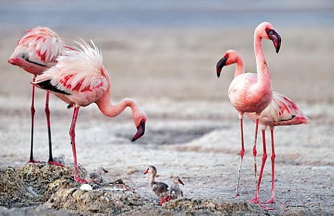 With its focus on earth science, the series covers everything from volcanoes, the sun, weather and oceans, with the final episode focusing on human impact on the environment.