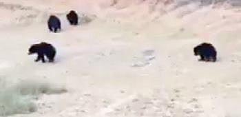 Bears straying into a village in Nabarangpur