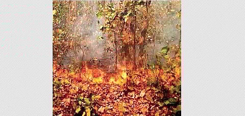 Fire fighting Forest dept seeks community help  