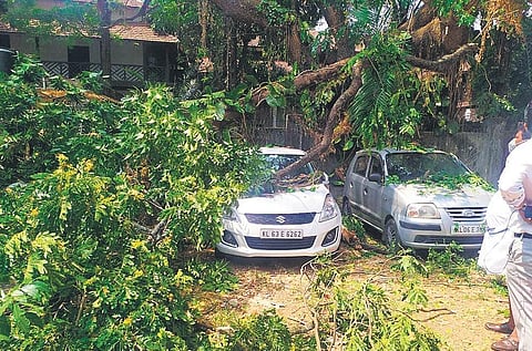 Cars which were damaged after a tree fell on them