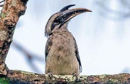 Indian Grey Hornbill