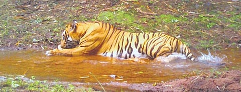 CCTV grab of a tiger drinking from a stream at Nagarjunasagar Srisailam Reserve 