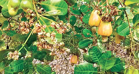 Cashew cultivation plan fails to take off in Jagatsinghpur
