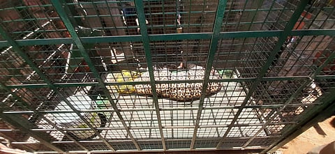 The leopard will be released into the forest after an examination,' said R Muralidharan, ACF (Photo | Special arrangement)