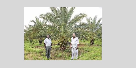 Officials from agriculture department lauding farmer V Thangarasu from Therkupoigainallur for date palm cultivation: Express/Antony Fernando